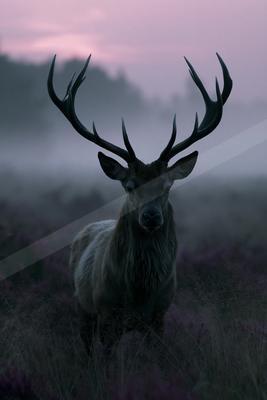 A large male deer with impressive antlers stands facing the camera in a field of purple heather, surrounded by thick fog under a pink and purple twilight sky.
