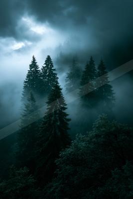 Tall evergreen trees shrouded in thick fog and mist beneath a dark, cloudy sky with dramatic light breaking through.