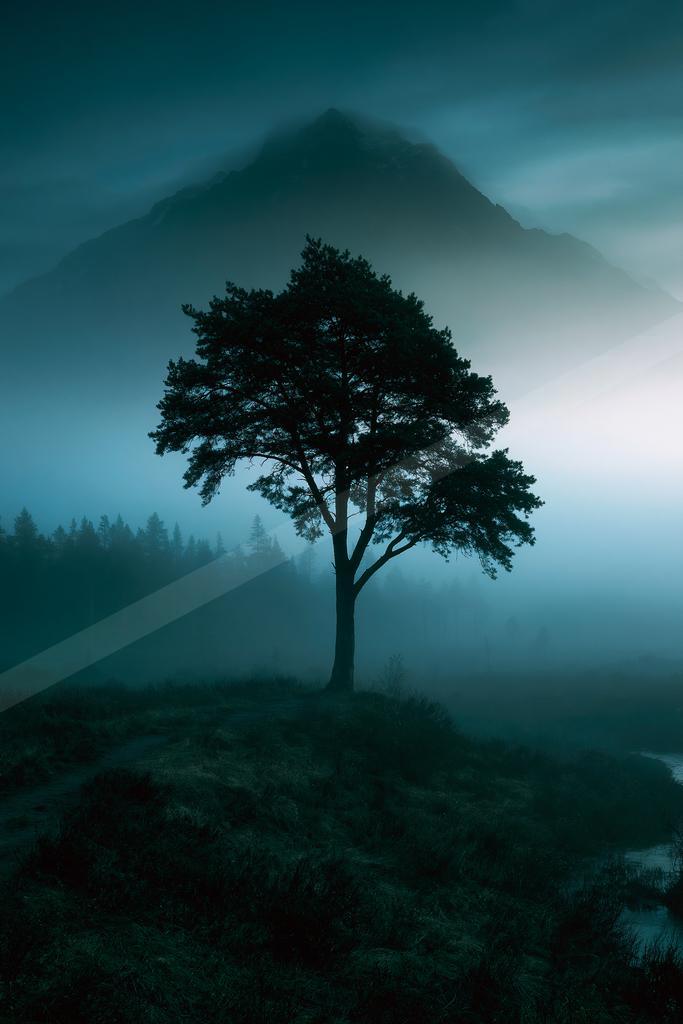 A solitary tree stands silhouetted on a foggy hillside with a large mountain rising in the misty background under a dark teal sky.