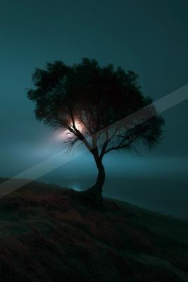 A lone tree silhouetted against a glowing full moon on a foggy coastline at night, with dark grass in the foreground.