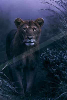 A powerful lion stands alert in a dark savanna landscape during twilight. The scene is illuminated by soft blue tones, highlighting the lion's intense gaze and 