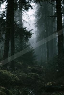 A black-and-white serene nature scene of forest, trees.