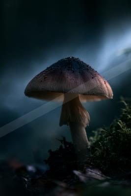 A moody nature scene of forest.