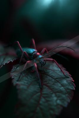 A night macro wildlife photo of wildlife.