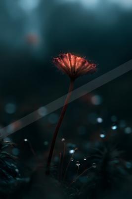 A moody nature scene of flowers.