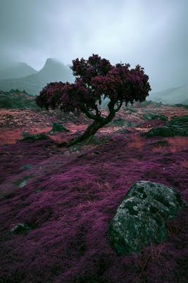 A moody nature scene of trees, forest, field.