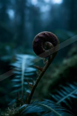 A moody wildlife photo of wildlife.