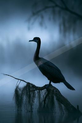 A bright wildlife photo of bird, wildlife.