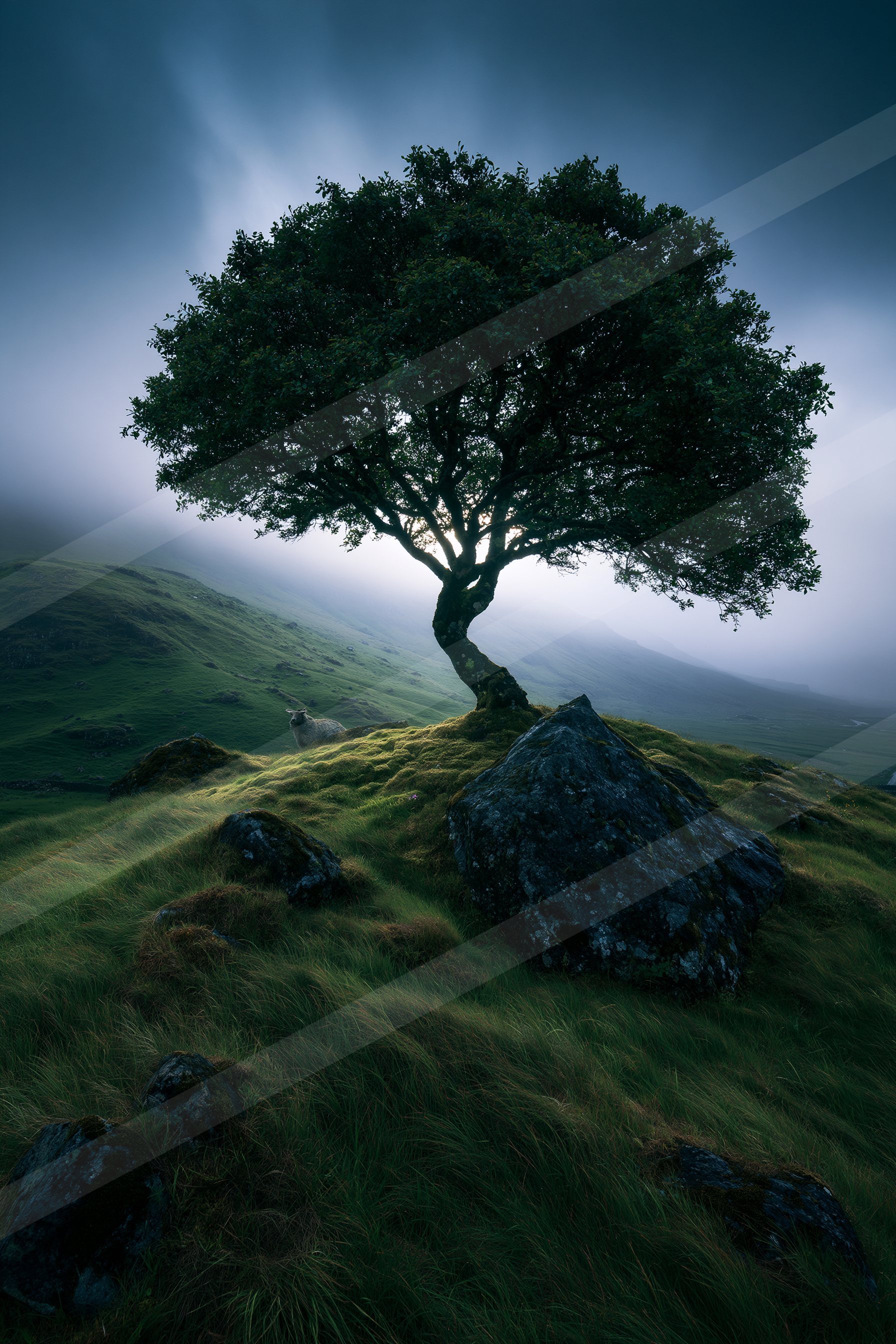 A dramatic nature scene of an oak tree.