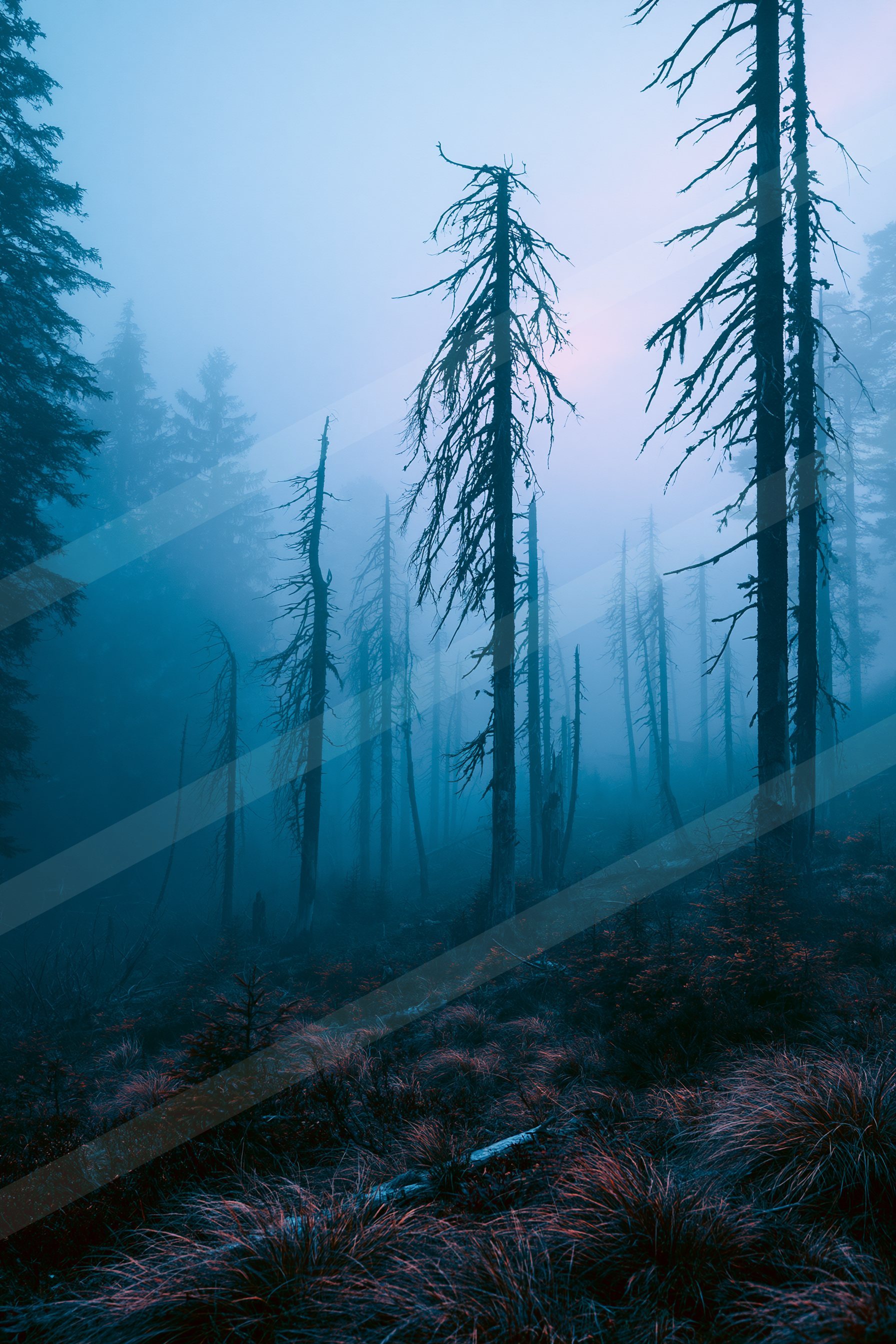 A blue hour nature scene of a forest, fog.