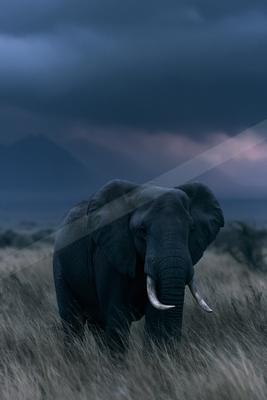 A large African elephant with prominent tusks stands facing the camera in a field of dry grass, with dark storm clouds and mountains in the background.
