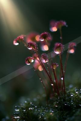 A moody nature scene of flowers.
