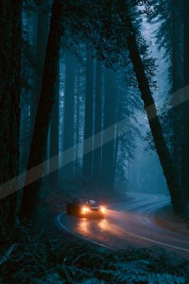 A moody nature scene of forest, trees.
