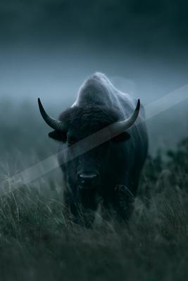 A large dark bison with prominent curved horns stands facing the camera in a misty grassy field, creating a dramatic and atmospheric scene.