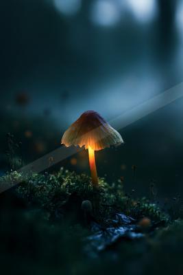 A golden hour nature scene of forest, still life, field.