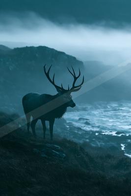 A moody high contrast wildlife photo of a deer, fog.