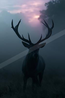 A large male deer with impressive antlers stands in a misty field, looking directly at the viewer against a purple and pink twilight sky.