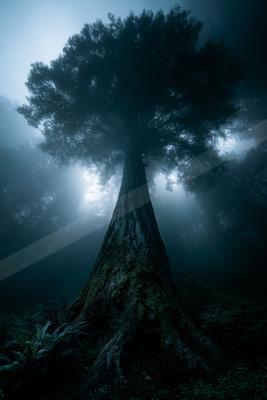 A towering ancient tree with a wide canopy rises through thick fog in a dense forest, its moss-covered trunk and sprawling roots prominent in the foreground.
