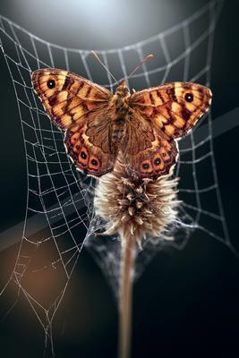 A dramatic macro wildlife photo of butterfly, insect.