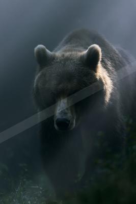 A large grizzly bear with dark brown fur walks directly toward the camera through dense fog, its face illuminated by soft light.
