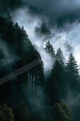 An ethereal nature scene of a forest, fog.