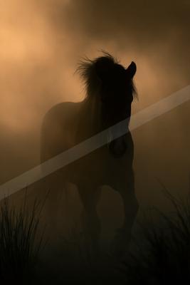 Horse.