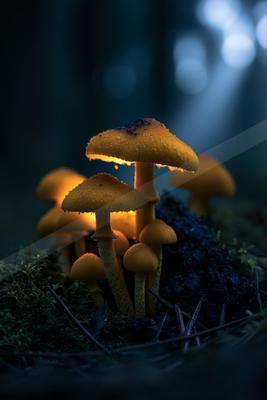 A golden hour nature scene of forest.