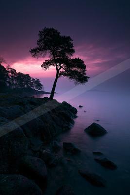 A blue hour long exposure nature scene of trees, sunrise, fog.