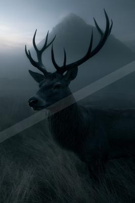 A large male deer with impressive antlers stands in tall grass, looking to the side, with a foggy mountain in the background.
