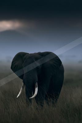 A large African elephant with prominent tusks stands in a field of tall dry grass, facing the camera against a dark, moody, and misty background.