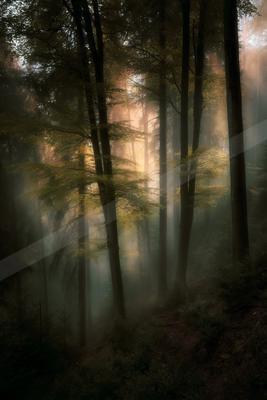 A serene nature scene of forest, trees.