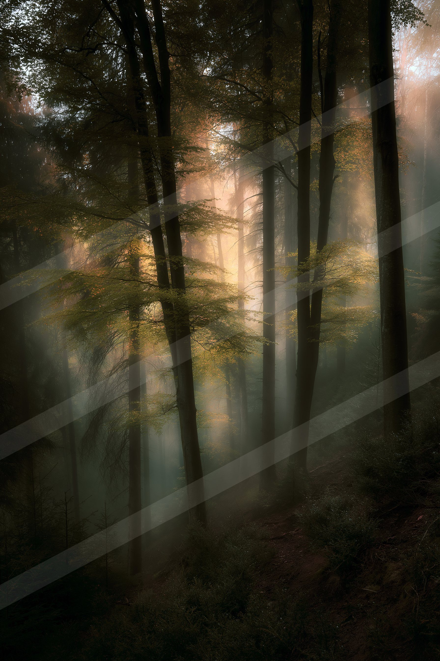 A mysterious soft focus nature scene of a forest, fog.