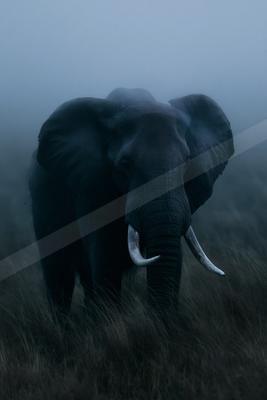 A large African elephant with prominent tusks stands in tall grass, surrounded by thick fog.