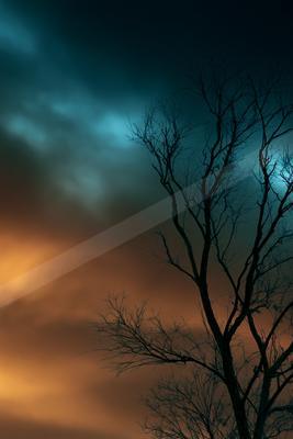 A blue hour nature scene of trees, clouds, storm.