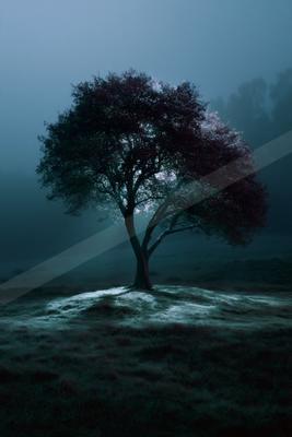 A mysterious high contrast nature scene of an oak tree, fog.