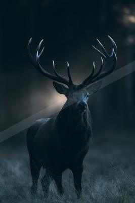 A night wildlife photo of deer.