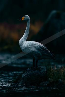 A night wildlife photo of bird, wildlife.