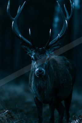 A moody wildlife photo of a deer.