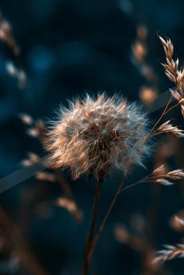 A moody nature scene of flowers, field, still life.