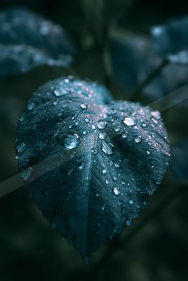 A moody nature scene of plants.