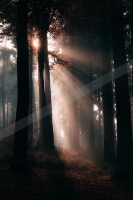 A golden hour nature scene of forest, trees.