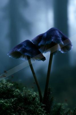 A night nature scene of forest.