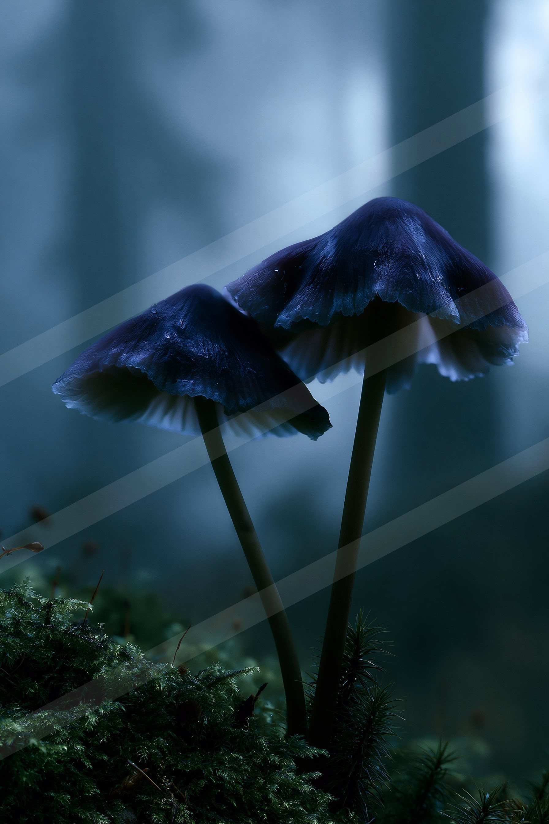 Two large mushrooms with dark blue caps and white edges stand tall against a misty forest backdrop.