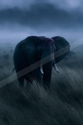 A large African elephant with prominent tusks stands in tall grass, surrounded by thick blue-toned fog in a savanna landscape.
