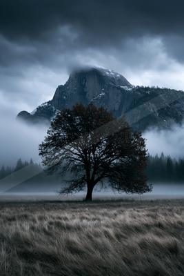 A solitary tree with dark leaves stands in a misty meadow, with a large rocky mountain partially obscured by low clouds and fog in the background under a stormy