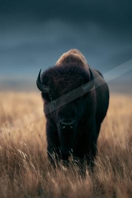 A moody wildlife photo of wildlife.