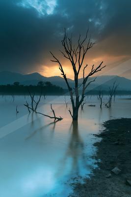 A moody water scene of lake, trees.