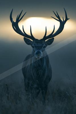 A moody wildlife photo of wildlife.