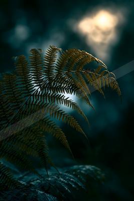 A night nature scene of forest, plants, abstract texture.