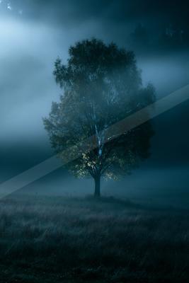A solitary tree with glowing leaves stands in a grassy field shrouded in thick blue fog at night, creating a mysterious and atmospheric scene.
